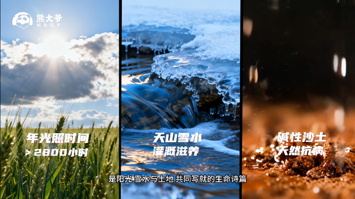 溯源熊大爷新疆阳光小麦种植基地